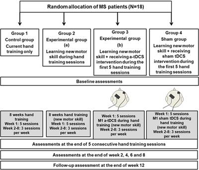 A step toward restoring hand functions in patients with multiple sclerosis—a study protocol